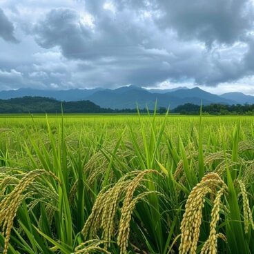 verdant rice field stockcake e1748598439335